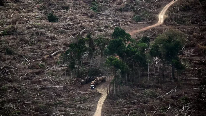 Amazon Ormanları tehlikeli bir iklim rejimine sürükleniyor