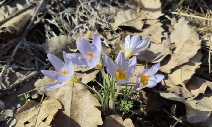 Mizgîniya Biharê li Licê: Pîvok Hem Xwarin e Hem Jiyan e