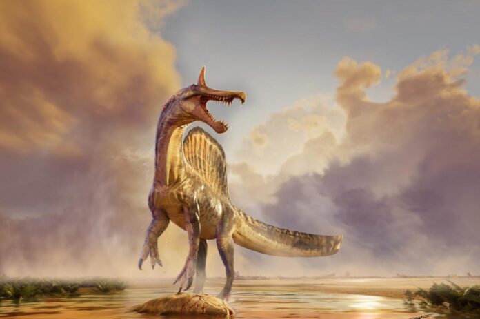 Sahra Çölü’nde keşfedilen yeni Spinosaurus türü ‘cehennem balıkçılını’ işaret ediyor