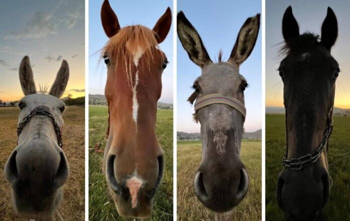 TUÎK: Di 20 salên dawî de hejmara keran ji sedî 81ê kêm bûye