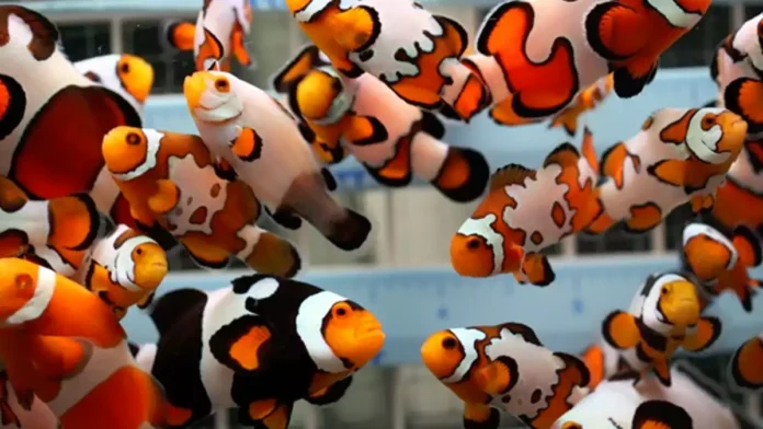 Araştırma: Gençler gibi balıklar da yaşlı görünmek istiyor