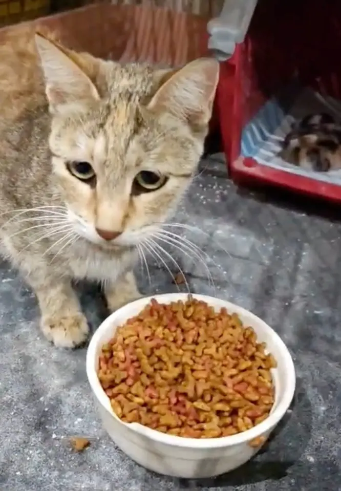 Anne kedi, mama kabının yanında duruyor; arkasında ise yavrularını taşıyan kırmızı bir kedi taşıma çantası var.