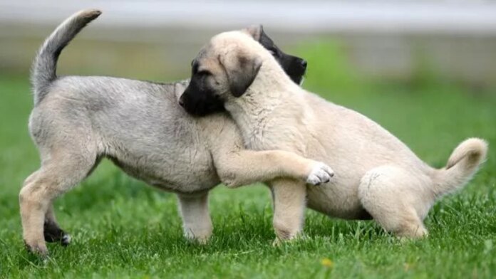 Hayvanları Koruma Vakfı'ndan sahipsiz köpek genelgesine tepki