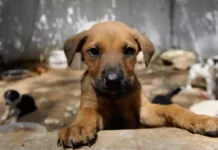 “Toplama” Denilen, Ölüme Sevk Talimatına “Hayır”! Yasaklar Ne Derse Desin, Doğru Olanı Yap(alım)!