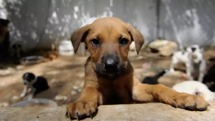 “Toplama” Denilen, Ölüme Sevk Talimatına “Hayır”! Yasaklar Ne Derse Desin, Doğru Olanı Yap(alım)!